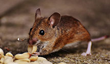 24 Hour & Emergency Exterminators in Jefferson Township, NJ